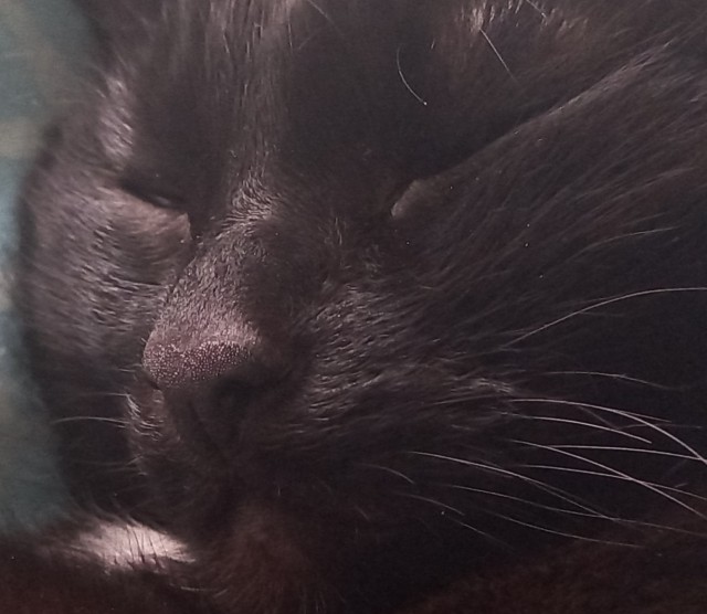 Котовторниковское