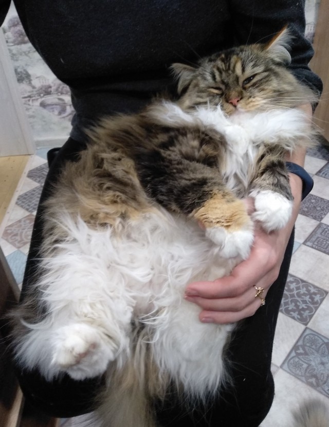 Котовторник вроде.