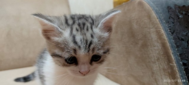 Котовторник вроде.