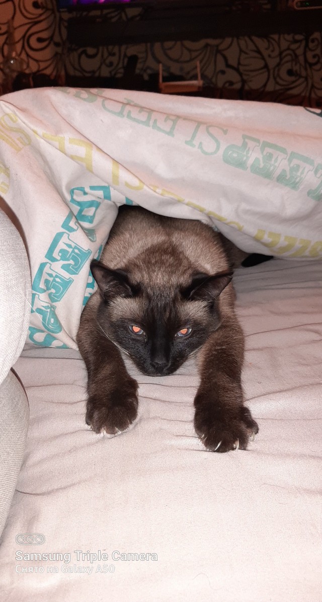 Ну, поехали в котоввторник!