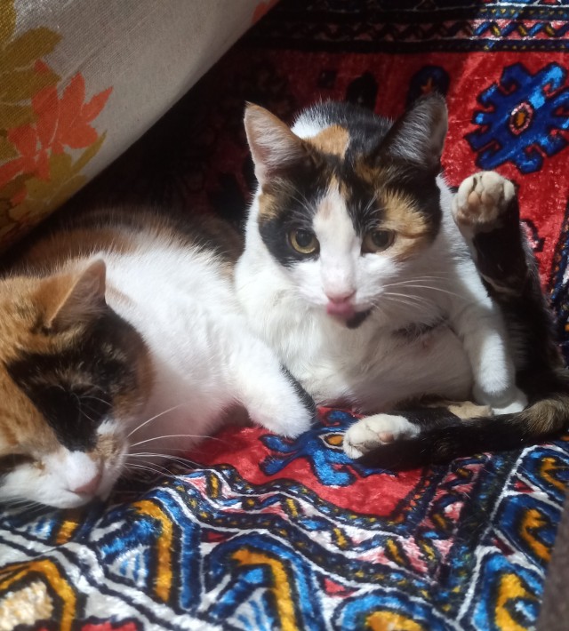 А это мой котан к котовторнику