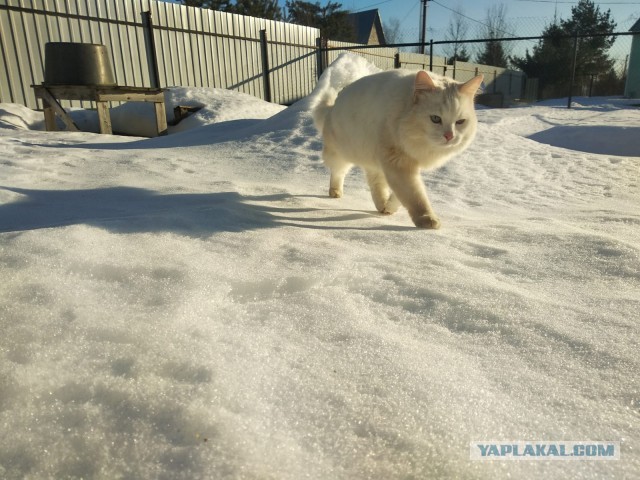 Котовторник ведь начался!