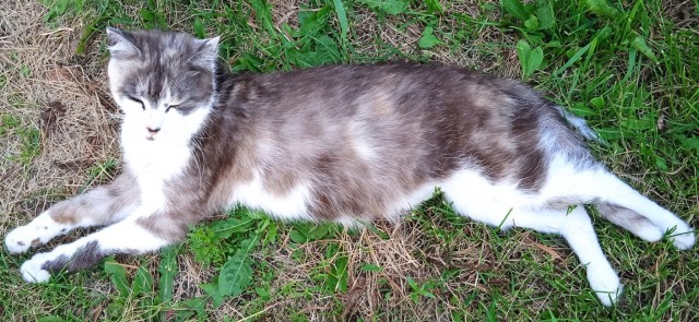 Котовторник 19.07.22