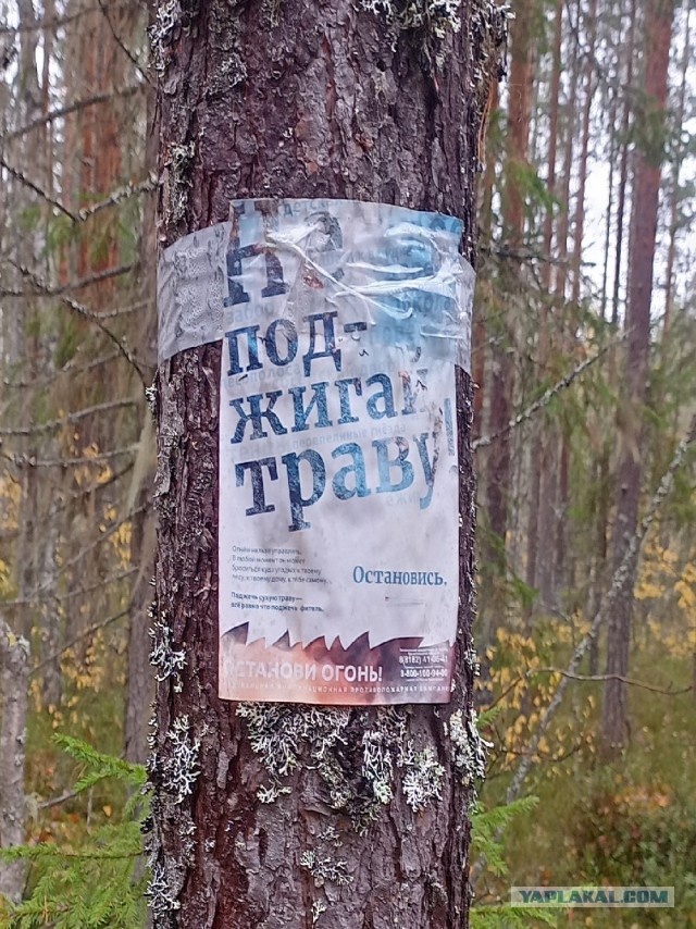 Интересный автомат