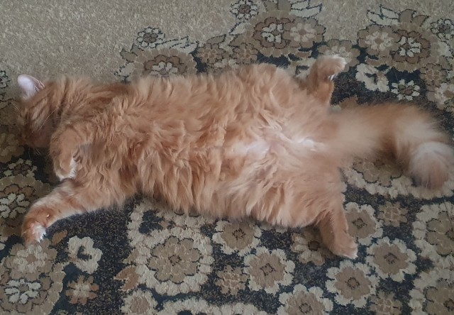 Котаро