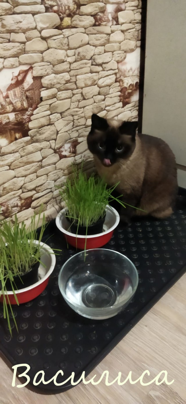 Жизнь домашнего приюта "Котоленд" 374