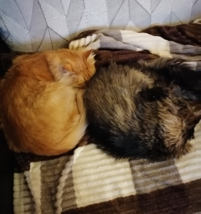 Коты белые, 12 литров