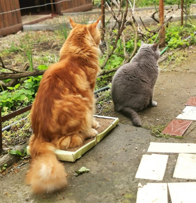 Много дел у кота на даче...