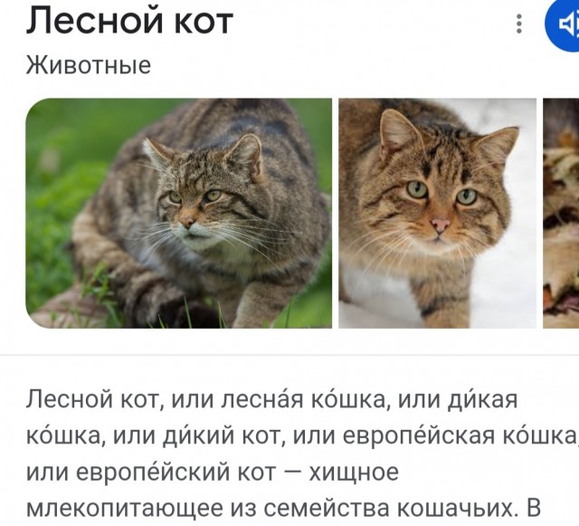 В Приморье выхаживают осиротевших лесных котят