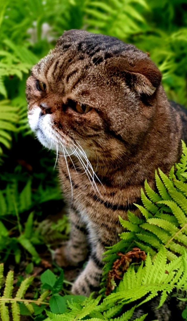 Красота диких кошек