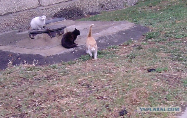 Котовторник 16.04.2013