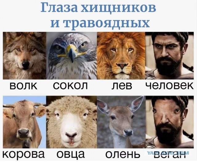 Глаза жертвы как выглядят Семья веганов сдает анализы. Комменты огонь - ЯПлакалъ