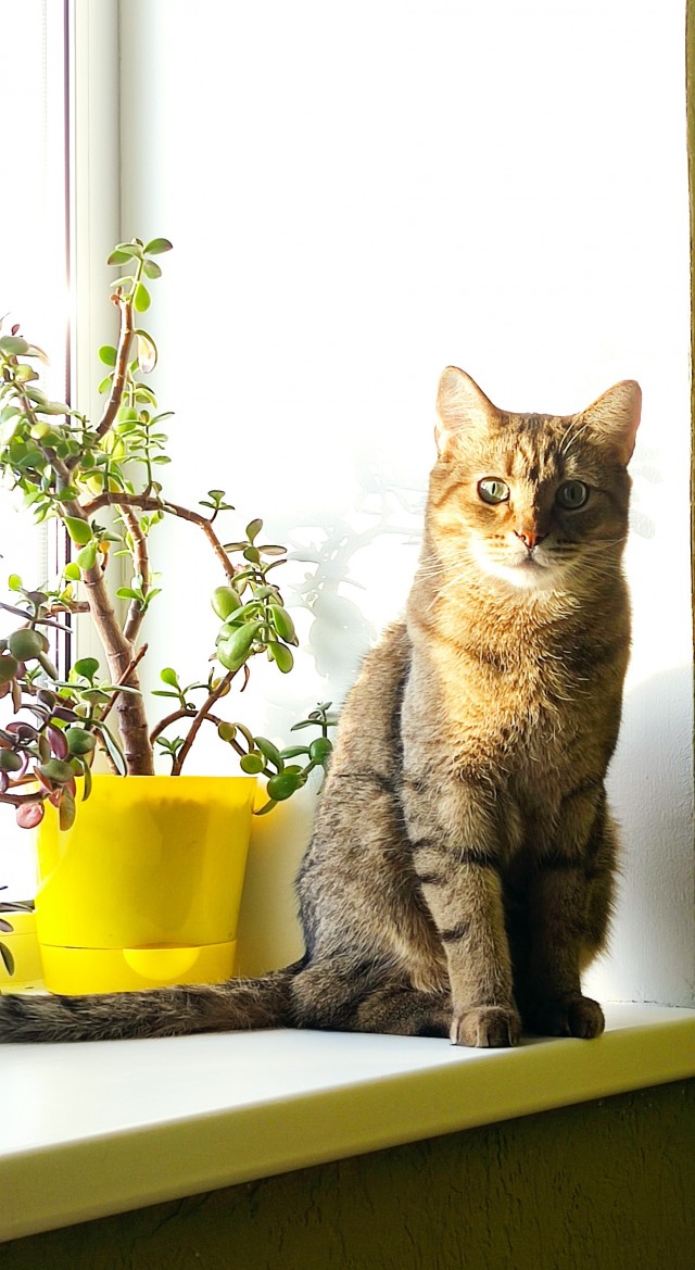 Котовторник уже пришёл?