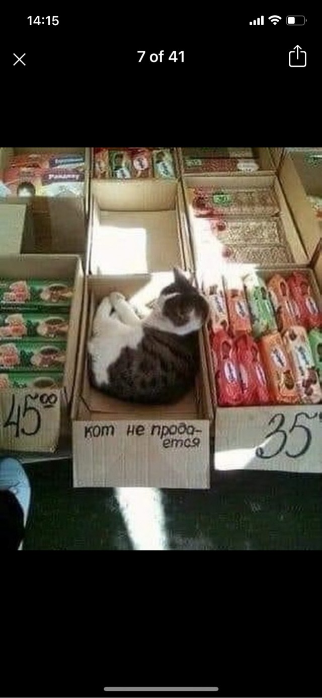 Котовтоник в картинках