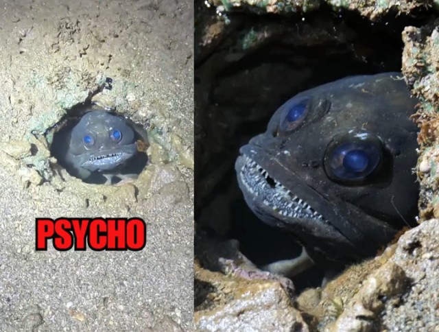 Любопытные туристы нашли психическую рыбу