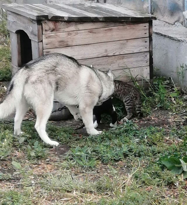 Как зовут вашего кота?