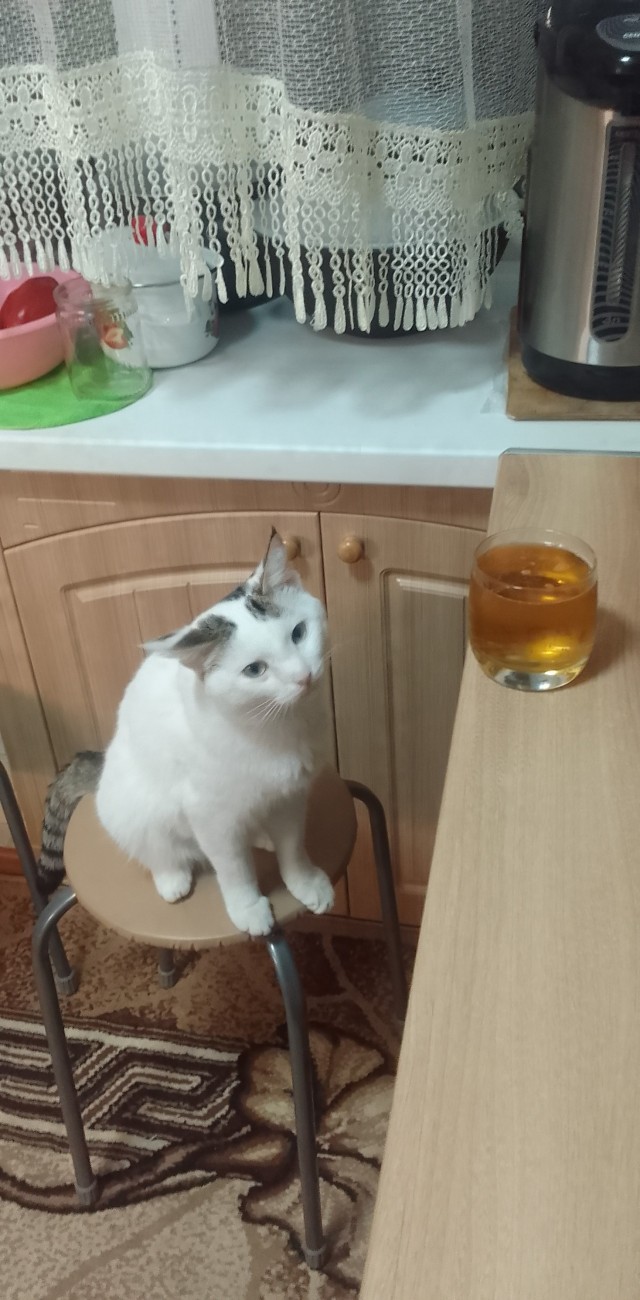 Прикольные морды котов псов к настроению...