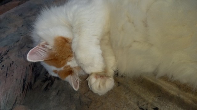 Принимайте в клуб! Котовторник же