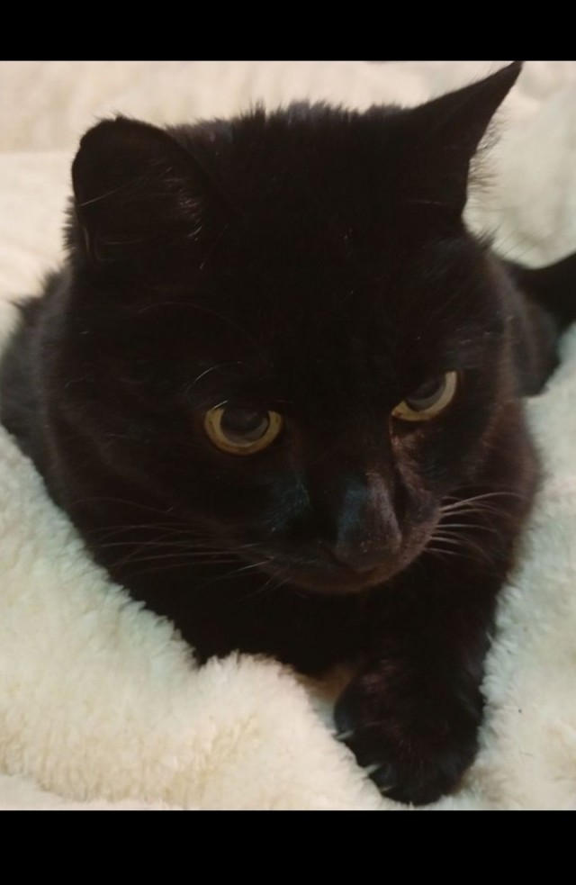 На котовторник
