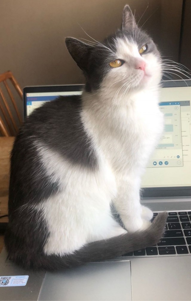 Котовторник: групполизинг
