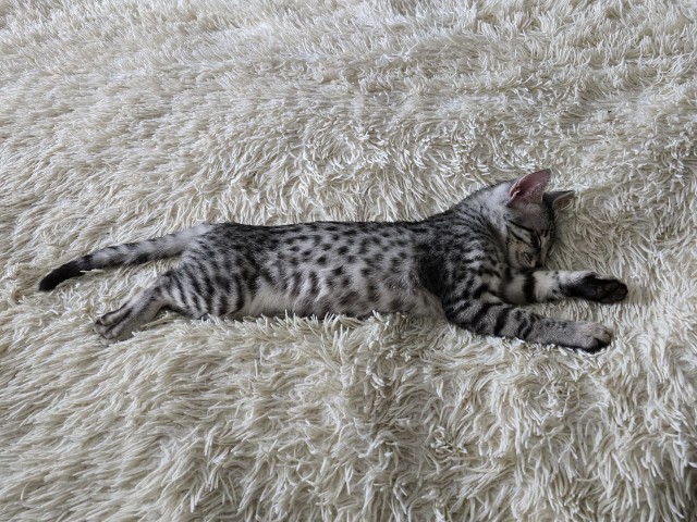 Нефотогеничный кот