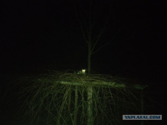 Жизнь домашнего приюта для котеек 541