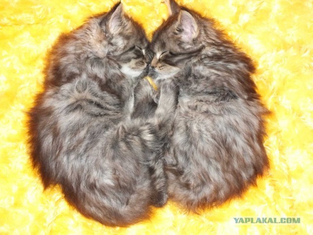 Котовторник 25.06.2013