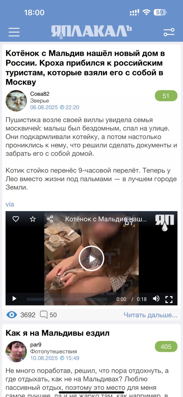 Котёнок с Мальдив нашёл новый дом в России. Кроха прибился к российским туристам, которые взяли его с собой в Москву