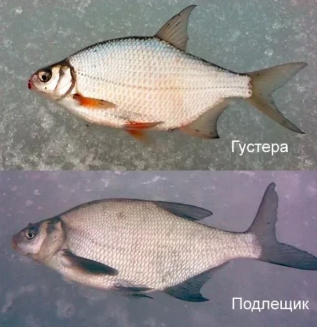 Рыбалка на реке Березина. Беларусь