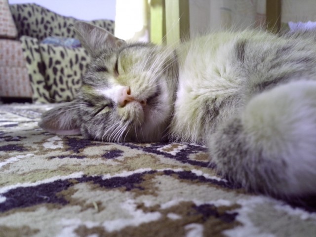 Котовторник 9.07.2013