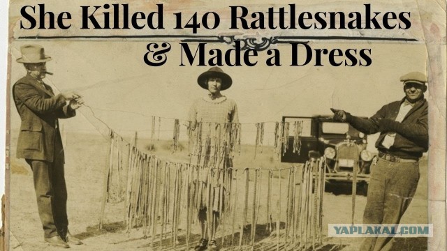 Мать против 140 гремучих змей: отчаянный бой "гремучей змеи Кейт"