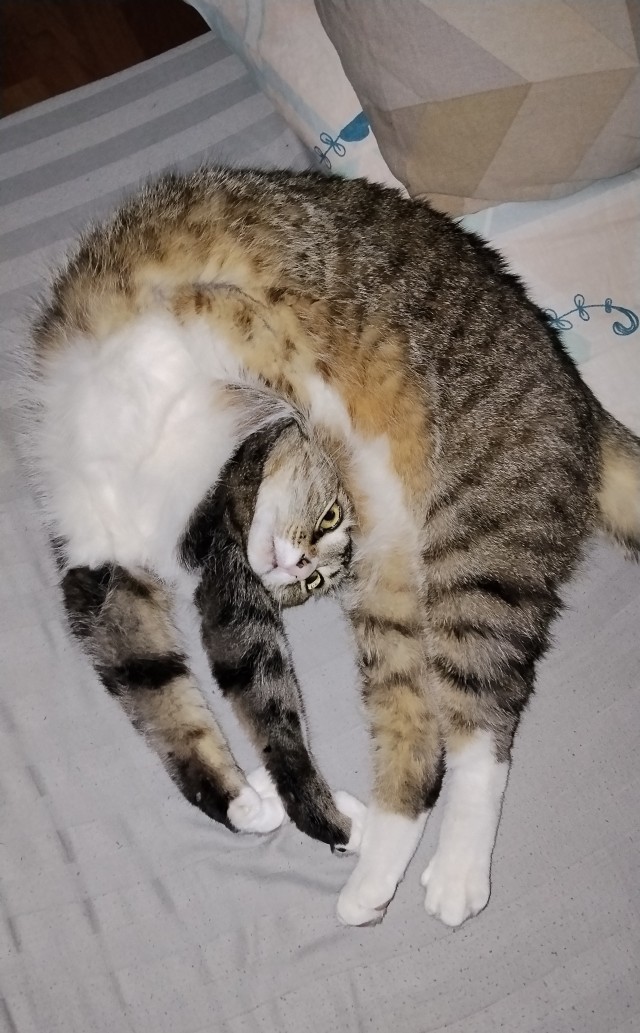 Привет, котовторник.