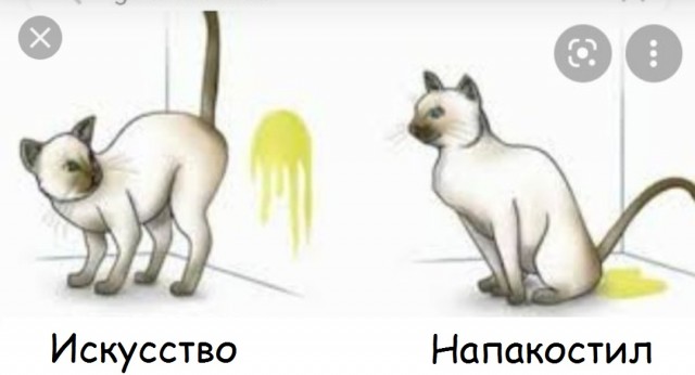 Нужен совет. Она каждый день лезет ко мне на кровать