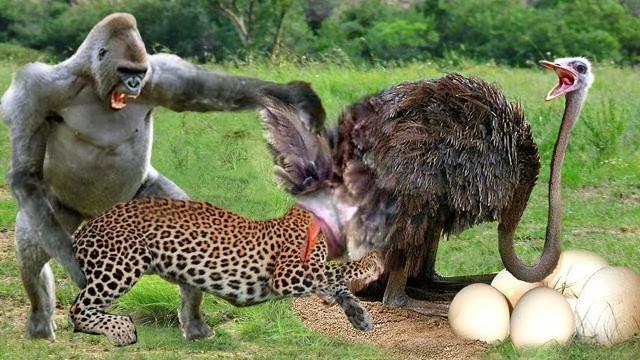 Жопки страуса