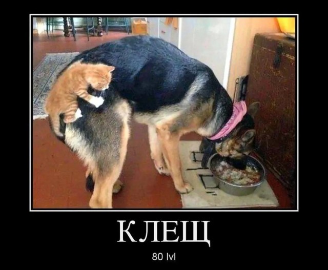 Так себе картинки 14.05.26