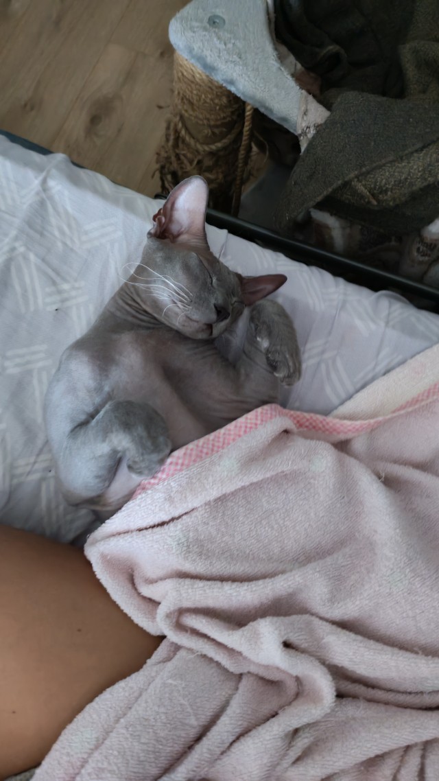 Мой муркундель