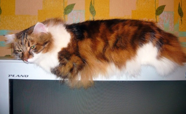 Котовторник  30.07.2013