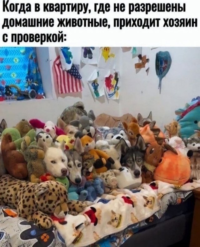 Картинки для деградации 249 (разной степени свежести)
