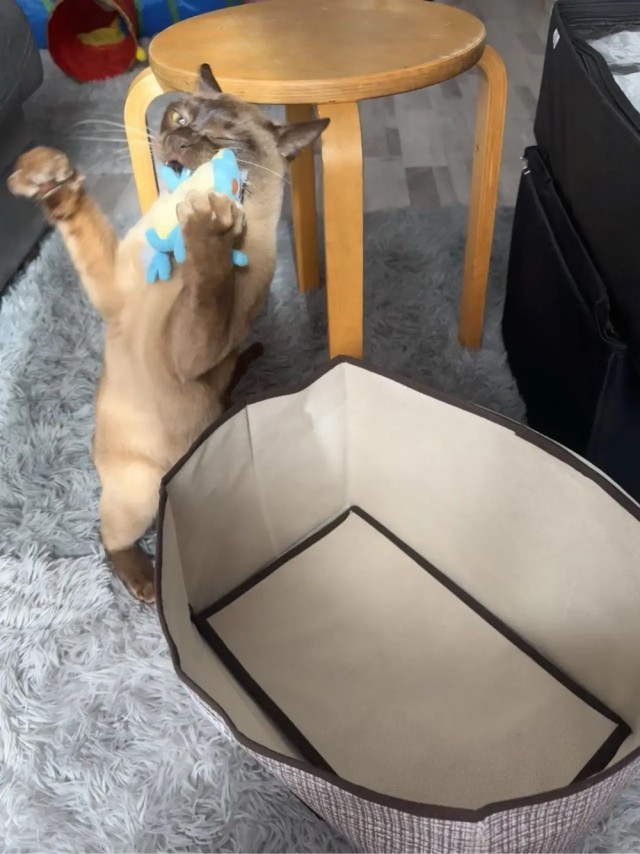 Котовторник