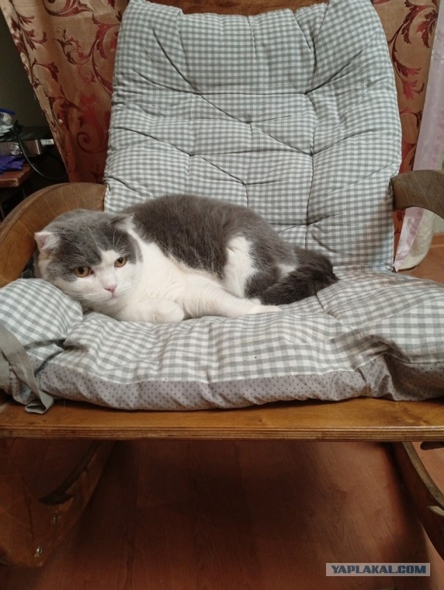 Очередной котовторник