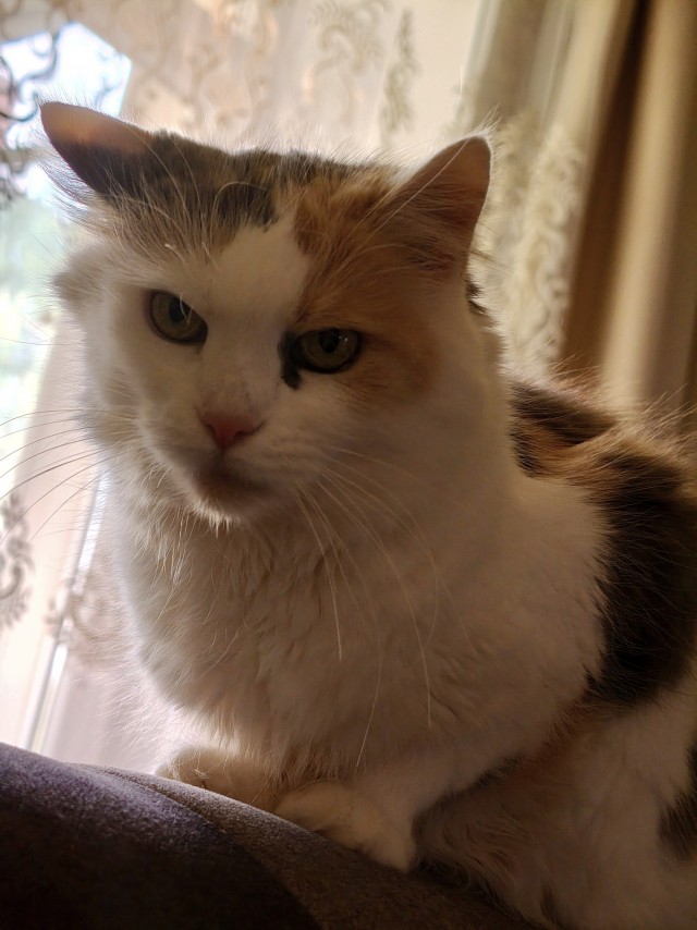 Котовторник 29.09.2026
