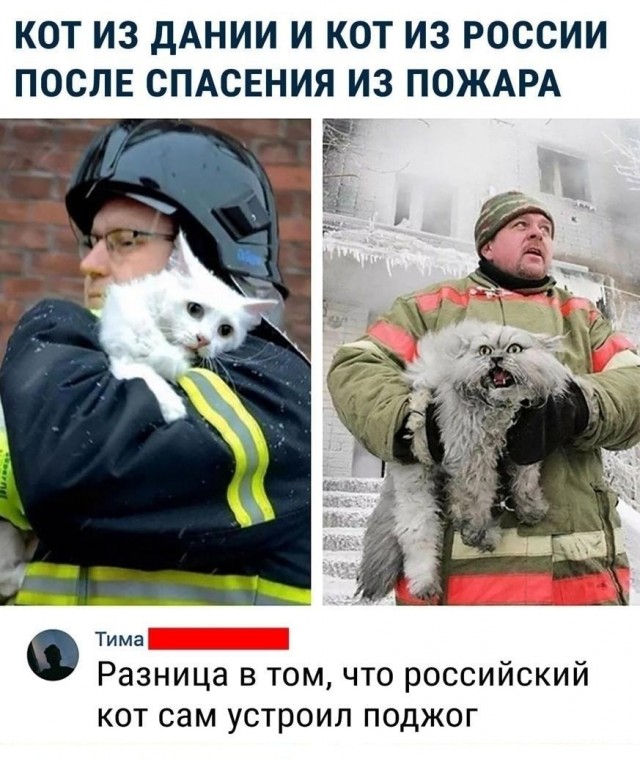 Кот устроил взрыв в квартире в Одинцово, пока хозяев не было дома