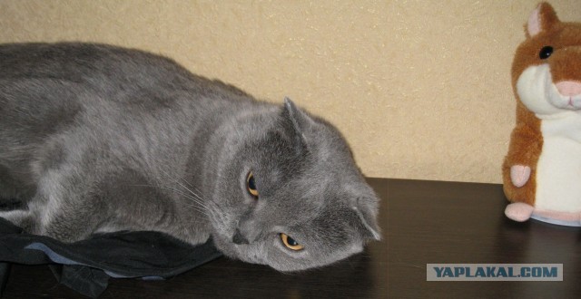 Котовторник 03.09.2013