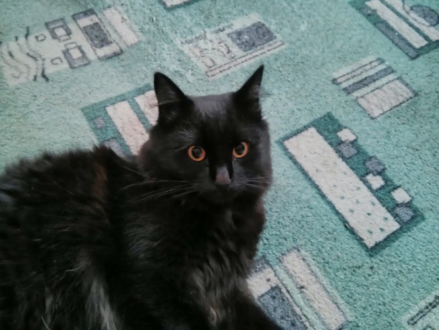 Котовторник  05.11.2013