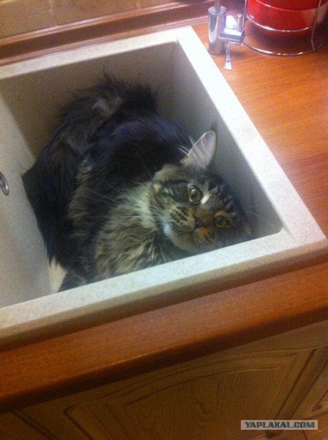 Котовторник 18.03.2014