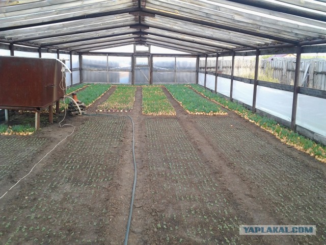 Любителям зелени