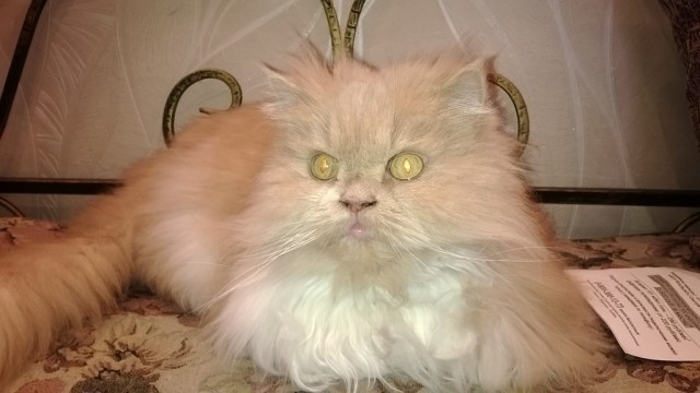 Котовторник 10.06.2014