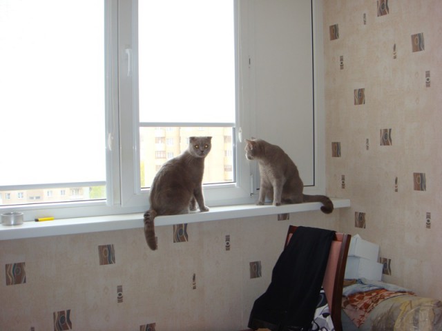 Котовторник 15.07.2014.