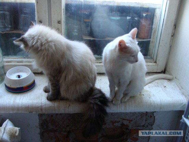 Раздача котеек в связи с трагическими обст-вами