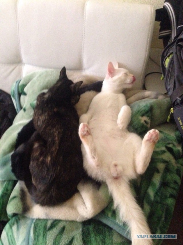 Котовторник 26.08.14.